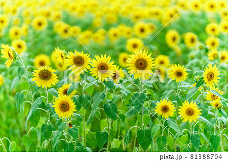 ひまわり畑　夏イメージ 81388704