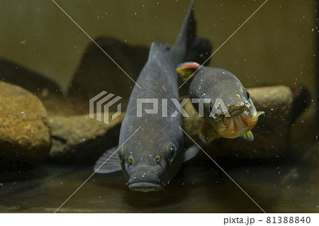 カワムツ　コイ 81388840