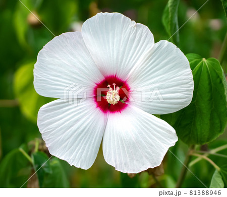 Hibiscus (Malvaceae, Hibiscus moscheutos, Hibiscus trionum) marsh white beautiful and delicate white flower with pink center and snow-white leaves. varieties Disco Belle White, Luna White, Old Yella. Hibiscus (Malvaceae, Hibiscus moscheutos, Hibiscus trionum) marsh white beautiful and delicate white flower with pink center and snow-white leaves. varieties Disco Belle White, Luna White, Old Yella. 81388946