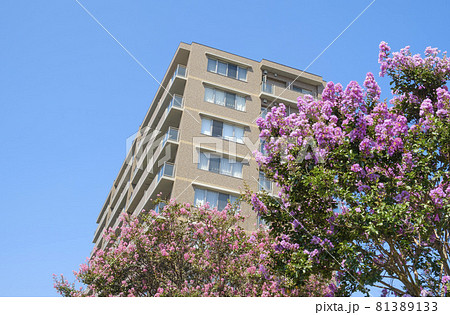 夏空に咲く百日紅の花 81389133