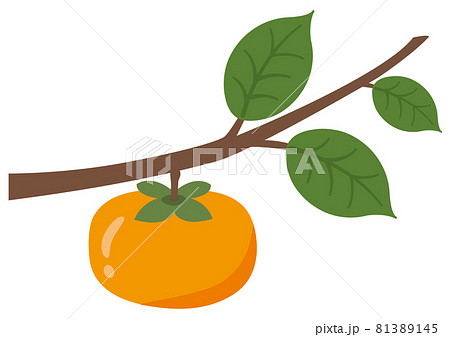 フルーツイラスト★柿 フルーツイラスト★柿 81389145