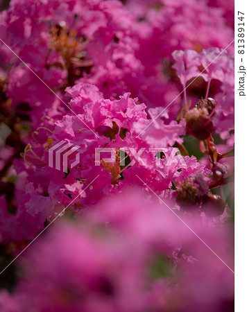 ピンクの百日紅の花 81389147