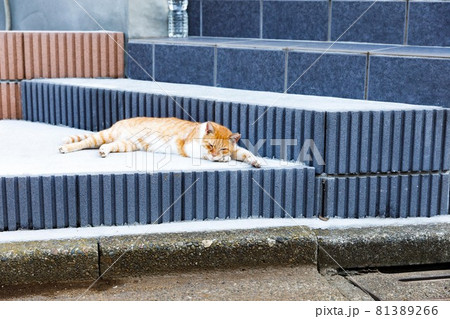 新築住宅 玄関の猫除けグッズ ペットボトルの効果ゼロ 新築住宅 玄関の猫除けグッズ ペットボトルの効果ゼロ 81389266