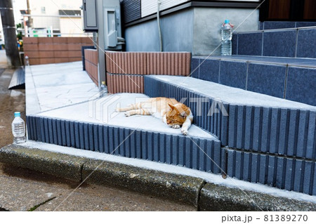 新築住宅　玄関の猫除けグッズ　ペットボトルの効果ゼロ 81389270