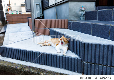 新築住宅　玄関の猫除けグッズ　ペットボトルの効果ゼロ 81389273