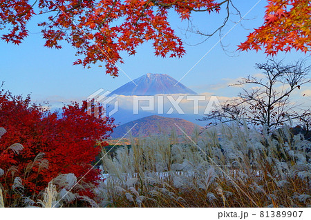 精進湖湖畔 紅葉越しに見る冠雪の子抱き富士 81389907