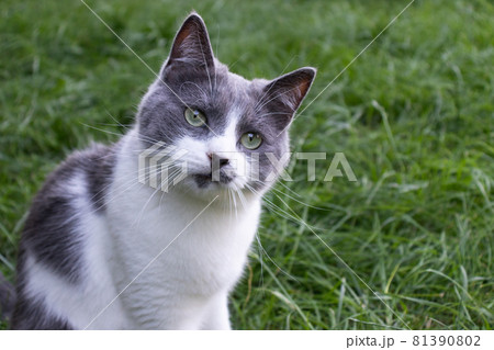 Handsome cat sitting on the green grass. 81390802