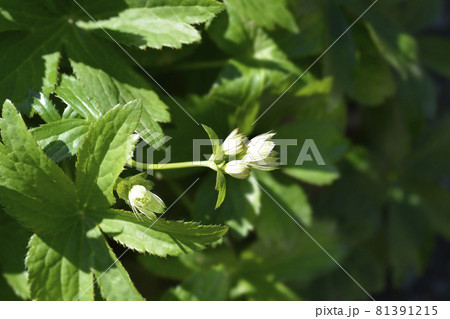 Carnic masterwort 81391215
