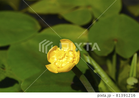 Yellow water lily 81391216