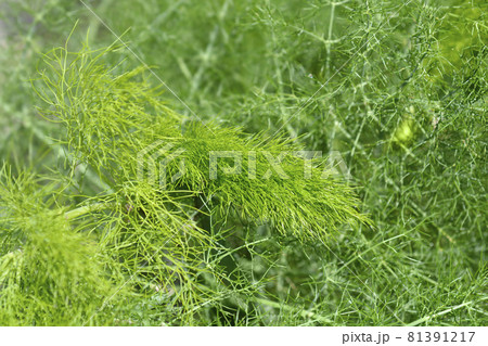 Common fennel 81391217