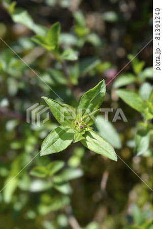 Rock soapwort Rock soapwort 81391249