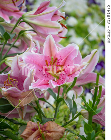 ピンクの百合 スターゲイザーリリー ピンクの百合 スターゲイザーリリー 81391425