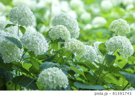 アナベル アナベル 81391743