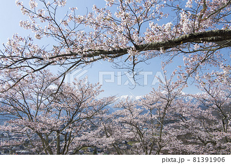 桜と北アルプス 桜と北アルプス 81391906