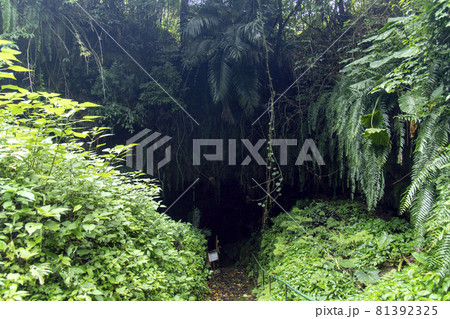 鹿児島県　沖永良部島の住吉暗川（クラゴー） 81392325