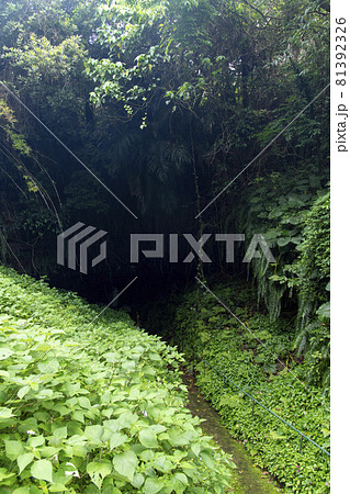 鹿児島県　沖永良部島の住吉暗川（クラゴー） 81392326