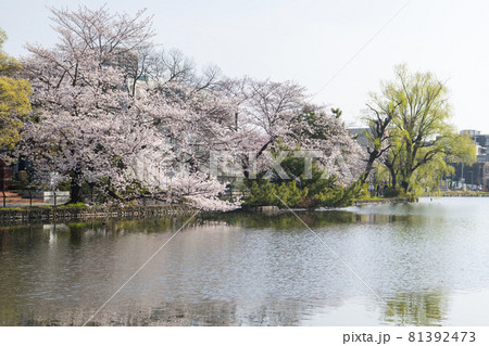 石神井公園桜日和2023.3 F4 | Facebook