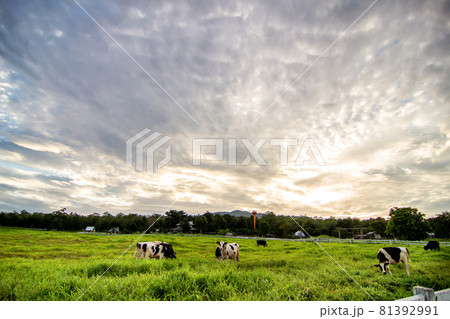 Rural landscape with field, trees, grass and cows. Ecologically clean area with blue sky and clouds Rural landscape with field, trees, grass and cows. Ecologically clean area with blue sky and clouds 81392991