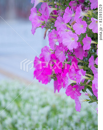 夢の大橋に咲く花 ペチュニア 夢の大橋に咲く花 ペチュニア 81393329