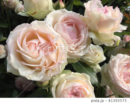 白とピンクのグラデーションが美しいバラの写真素材 [81393575] - PIXTA