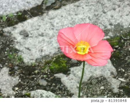 ポピー 花 81393848