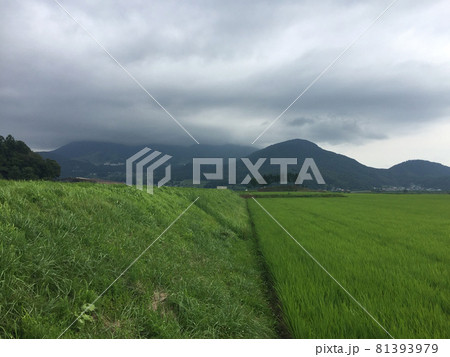 雨が降り出しそうな田舎の田んぼ 81393979