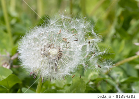 Dandelion with flying seeds on a green field, macro view. Dandelion with flying seeds on a green field, macro view. 81394283