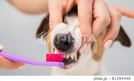 Woman brushing her dog jack russell terrier teeth on white background. Woman brushing her dog jack russell terrier teeth on white background. 81394446