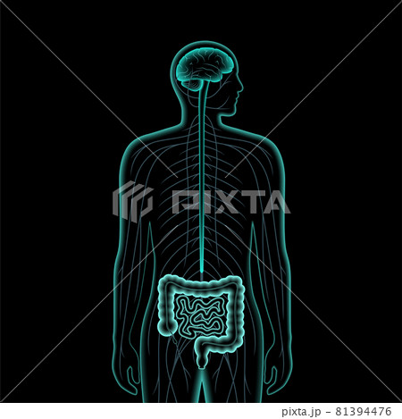 Gut Brain 3D 81394476