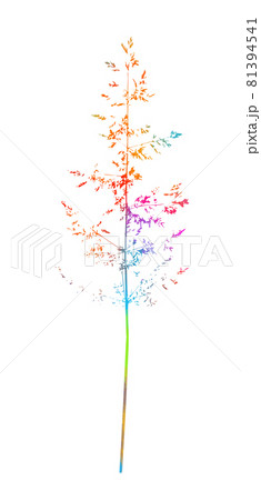 Isolated vector illustration of a meadow grass. Element for design. Bluegrass meadow grass. Multicolored Vector illustration Isolated vector illustration of a meadow grass. Element for design. Bluegrass meadow grass. Multicolored Vector illustration 81394541