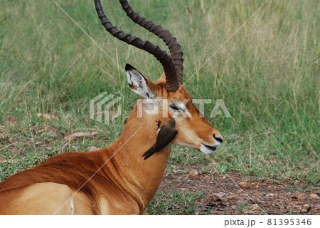 トピです、シカではありません。 81395346