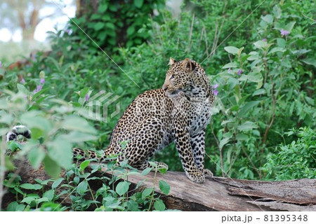 至近距離でヒョウを見られたのはラッキーでした！ 81395348