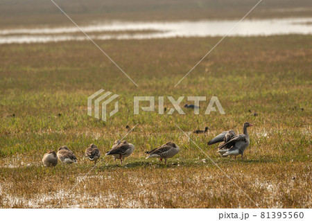 Greylag goose flock or family in winter morning light during migration at landscape of keoladeo national park or bharatpur bird sanctuary rajasthan india - Anser anser 81395560
