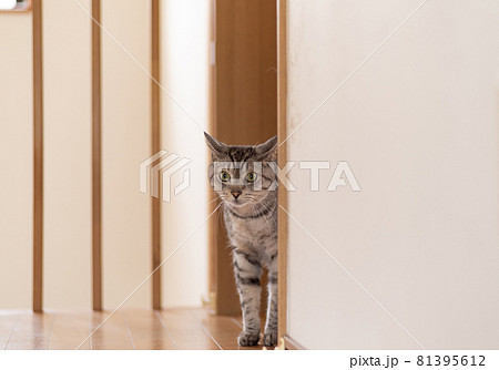 見つめる猫　サバトラ猫 81395612