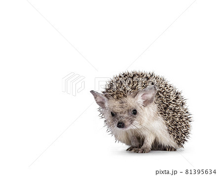 Long Eared Hedgehog on white backgroundの写真素材 [81395634] - PIXTA