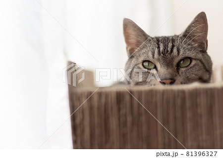 見つめる猫　サバトラ猫 81396327