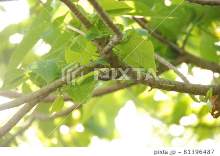 イワセキゼミ（石垣島／沖縄県） 81396487