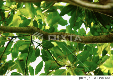 イワセキゼミ（石垣島／沖縄県） 81396488