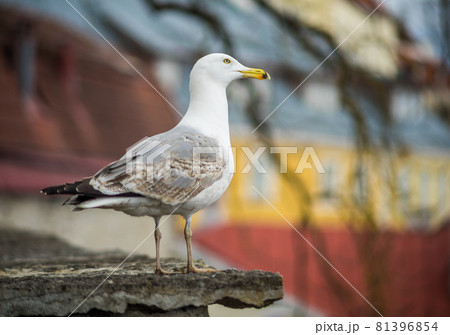 Seagull on a concrete slab on the background of the Old town in Tallinn Seagull on a concrete slab on the background of the Old town in Tallinn 81396854