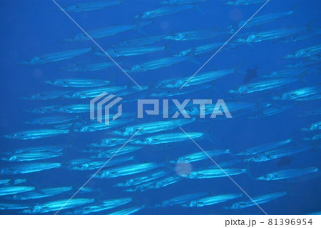 オオメカマス群れ　沖縄の海 81396954