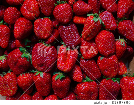 Bright red strawberries on the counter of a fruit shop. Bright red strawberries on the counter of a fruit shop. 81397396