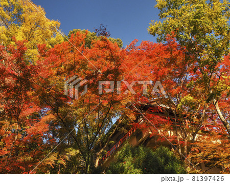 【京都】今熊野観音寺(いまくまのかんのんじ)の紅葉 【京都】今熊野観音寺(いまくまのかんのんじ)の紅葉 81397426