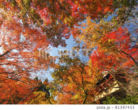 【京都】今熊野観音寺(いまくまのかんのんじ)の紅葉 【京都】今熊野観音寺(いまくまのかんのんじ)の紅葉 81397433