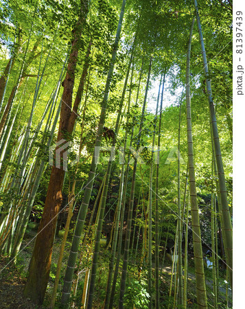 【京都】今熊野観音寺（いまくまのかんのんじ）の竹林 81397439