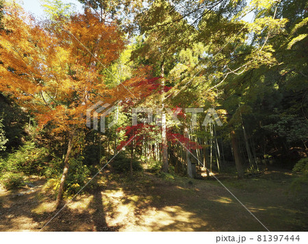 【京都】今熊野観音寺(いまくまのかんのんじ)の紅葉 【京都】今熊野観音寺(いまくまのかんのんじ)の紅葉 81397444