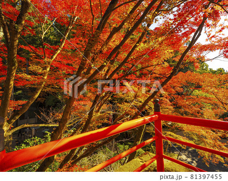 【京都】今熊野観音寺（いまくまのかんのんじ）の紅葉 81397455