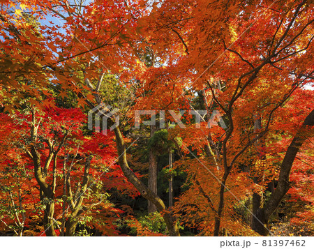 【京都】今熊野観音寺（いまくまのかんのんじ）の紅葉 81397462