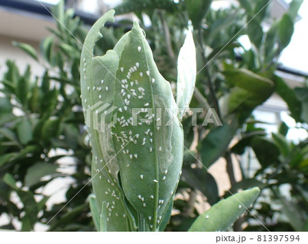 ミカンの葉につくミカンコナジラミ 81397594