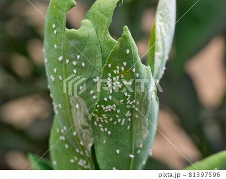 ミカンの葉につくミカンコナジラミ 81397596