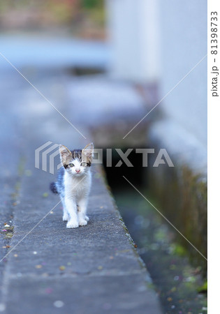 子猫 81398733